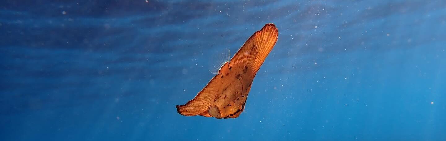 海外ダイビングのサイトへ移動